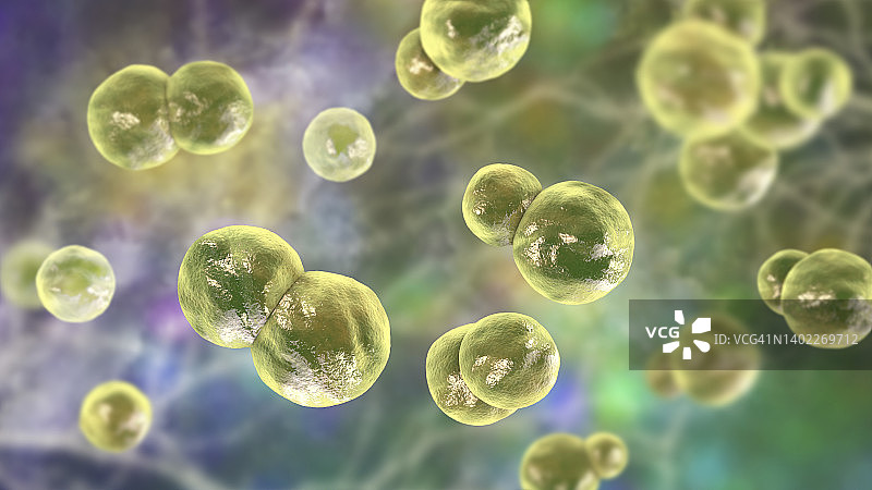 芽生菌真菌插图图片素材