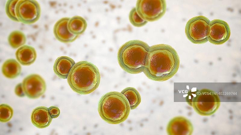 芽生菌真菌插图图片素材