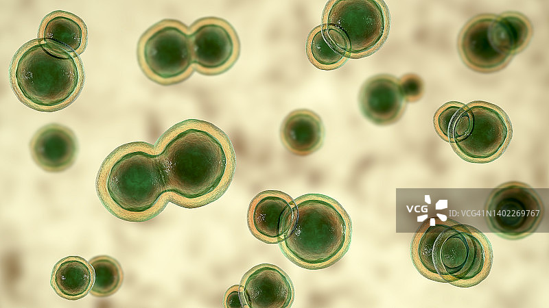 芽生菌真菌插图图片素材