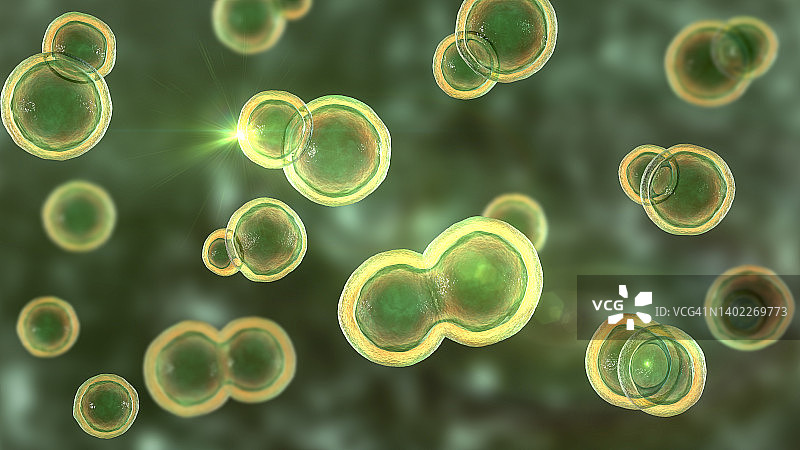 芽生菌真菌插图图片素材