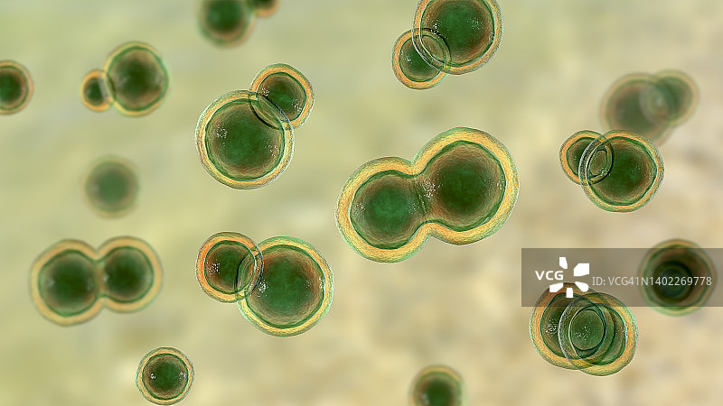 芽生菌真菌插图图片素材