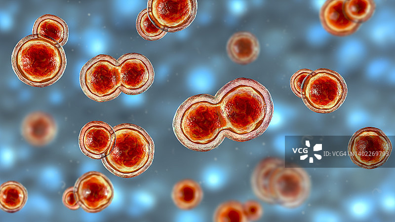 芽生菌真菌插图图片素材