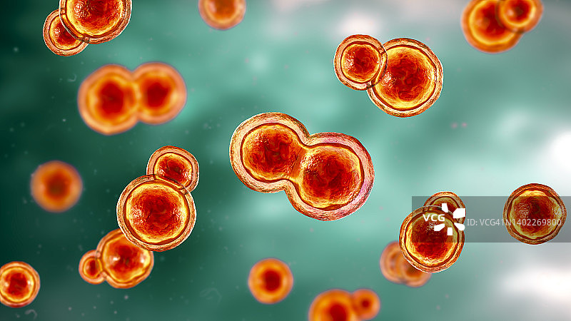 芽生菌真菌插图图片素材