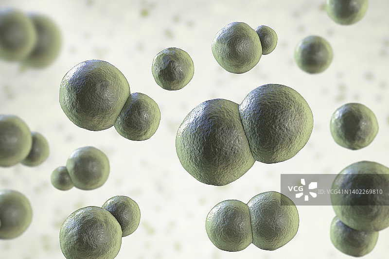 芽生菌真菌插图图片素材