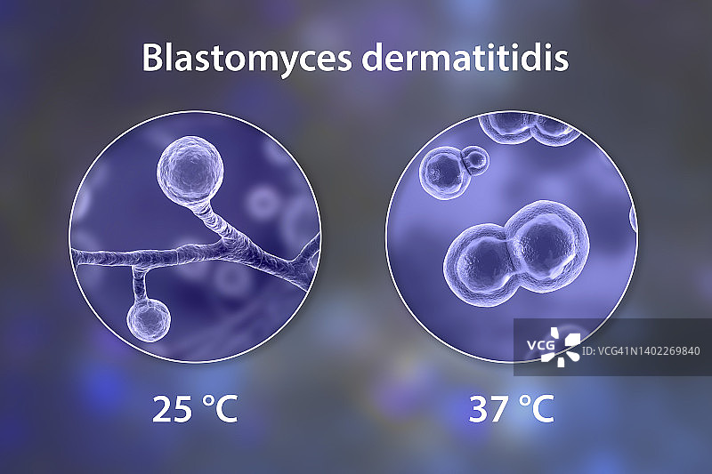芽生菌真菌插图图片素材