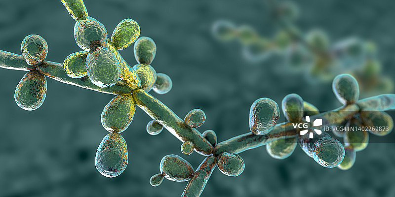 热带假丝酵母菌插图图片素材