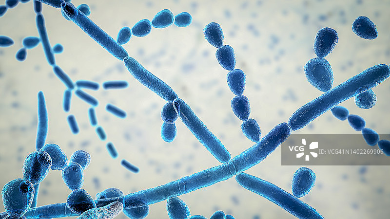 毛孢子菌插图图片素材