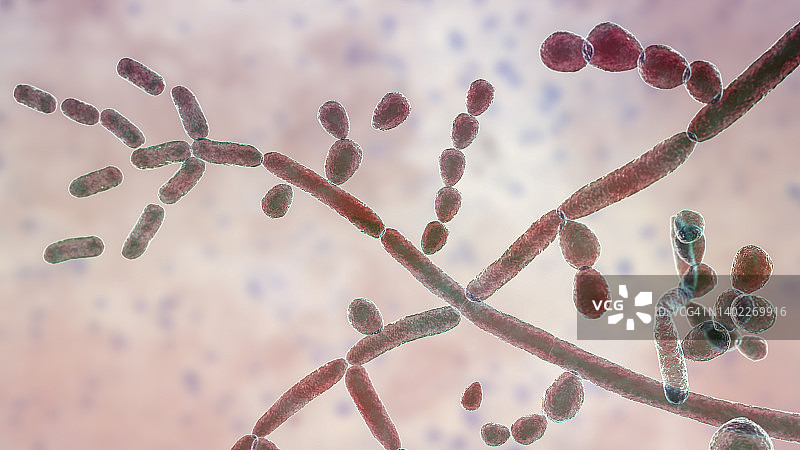 毛孢子菌插图图片素材