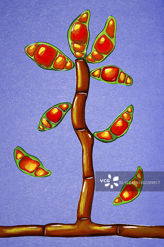 弯孢霉菌插图图片素材