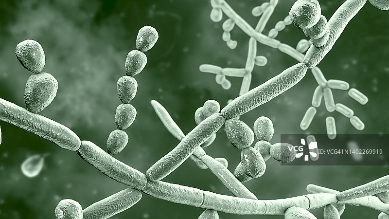 毛孢子菌插图图片素材