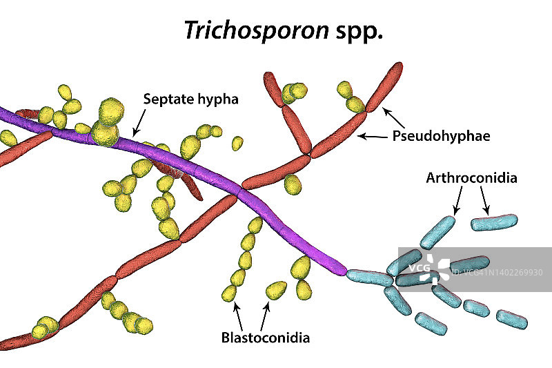 毛孢子菌真菌结构插图图片素材