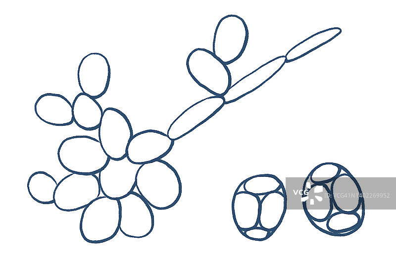 酿酒酵母插画图片素材