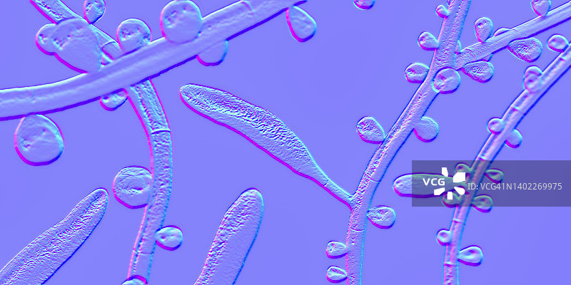 红色毛癣菌图片素材