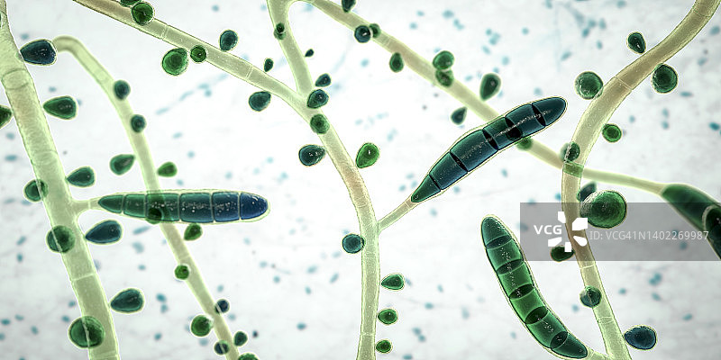 红色毛癣菌图片素材