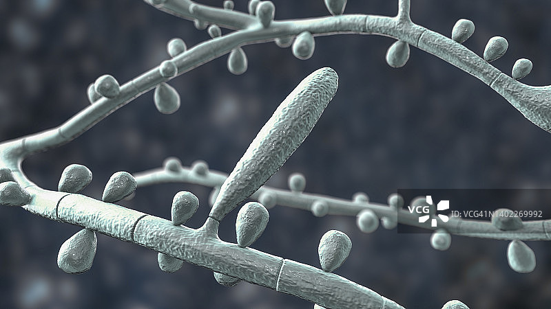 红色毛癣菌图片素材