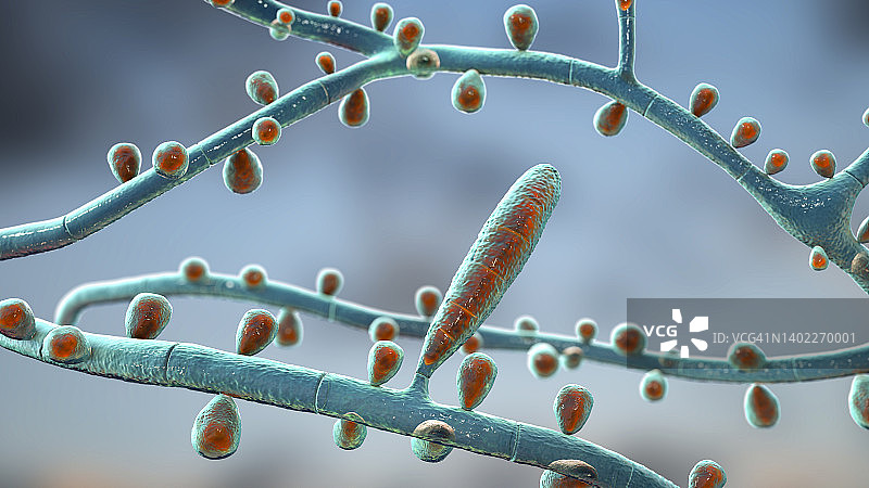 红色毛癣菌图片素材