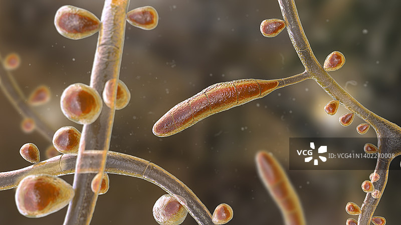 红色毛癣菌图片素材