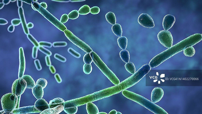 毛孢子菌插图图片素材