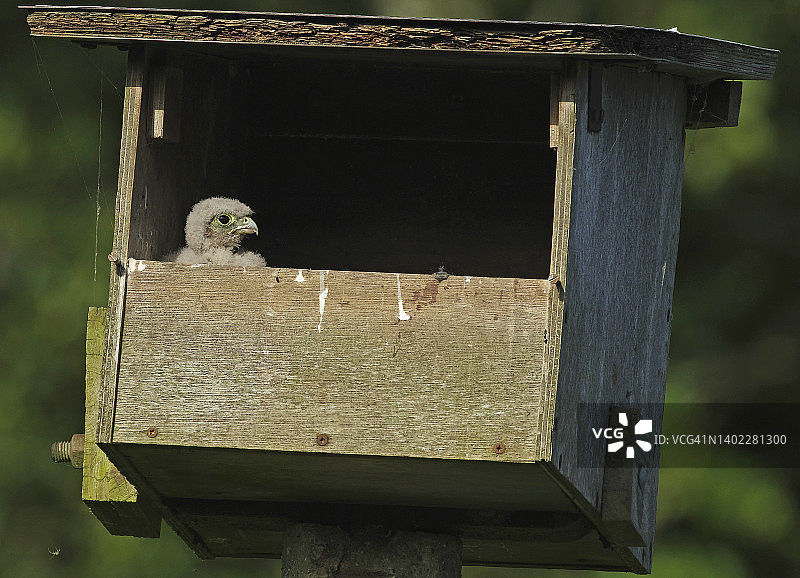 红隼 [Falco tinnunculus]图片素材