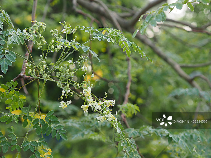 白花蔬菜树：花园中盛开的辣木图片素材