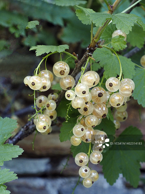 白加仑子(“白葡萄”)图片素材