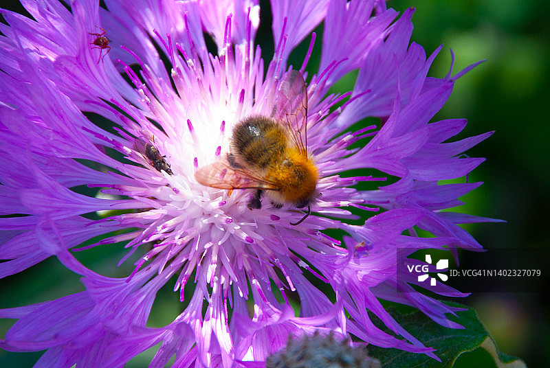 矢车菊花与蜜蜂图片素材