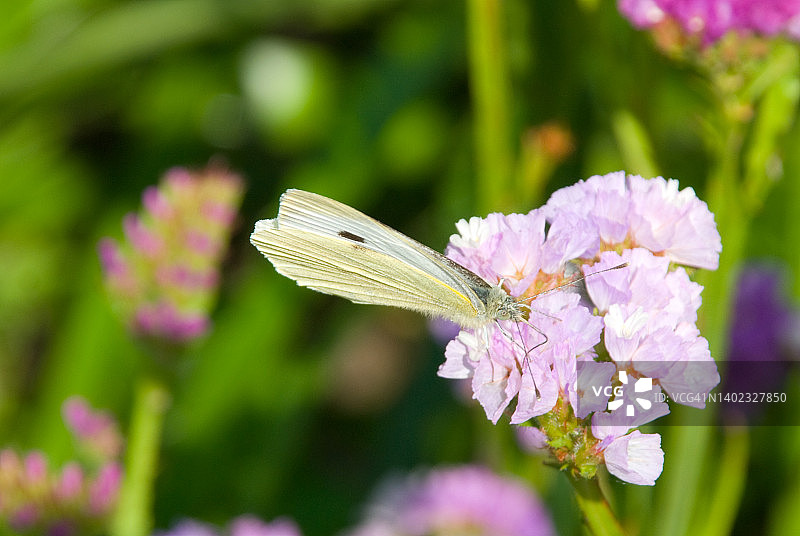 菜粉蝶图片素材