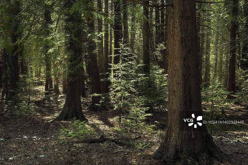 幽深树林图片素材