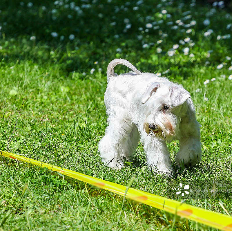 白色迷你雪纳瑞犬图片素材