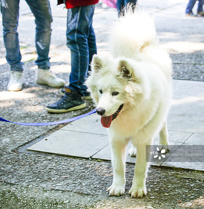 萨莫耶德人的狗图片素材