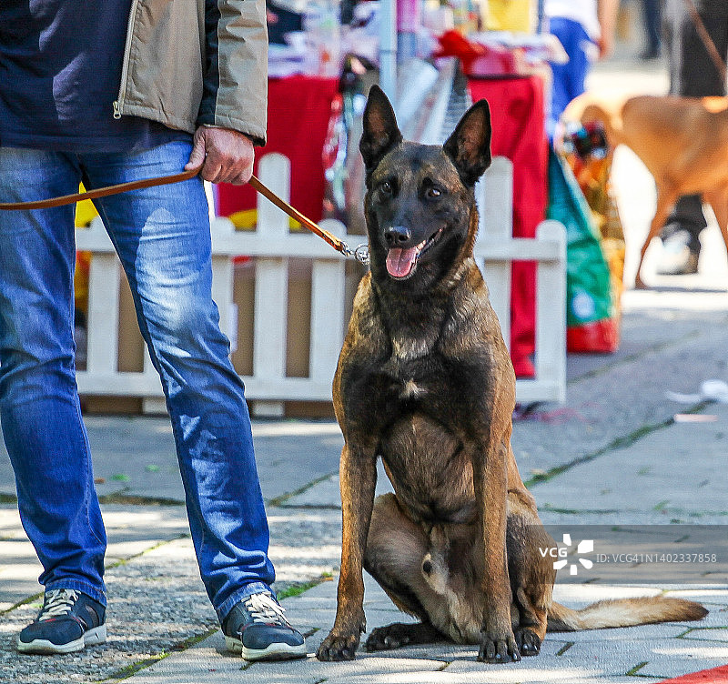 比利时马里努阿犬图片素材