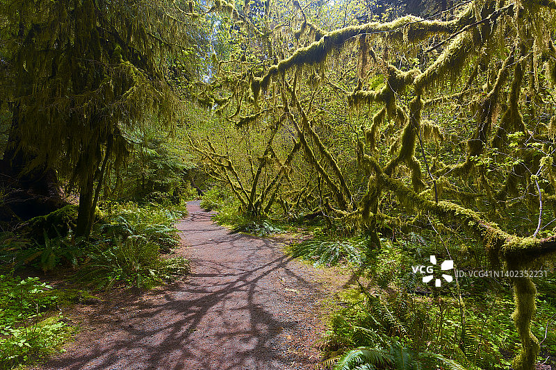 霍河雨林小路图片素材