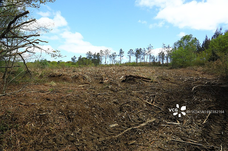 森林砍伐后的景观图片素材