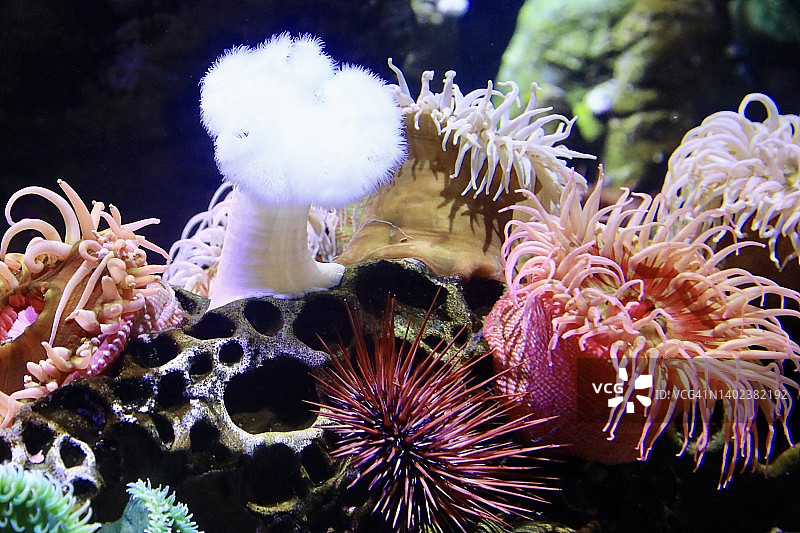 海洋水生珊瑚植物图片素材