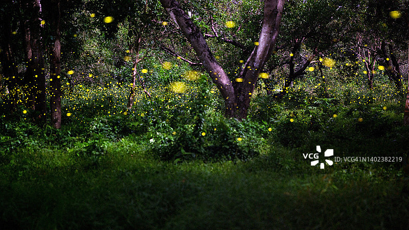 泰国巴真府萤火虫仙境图片素材