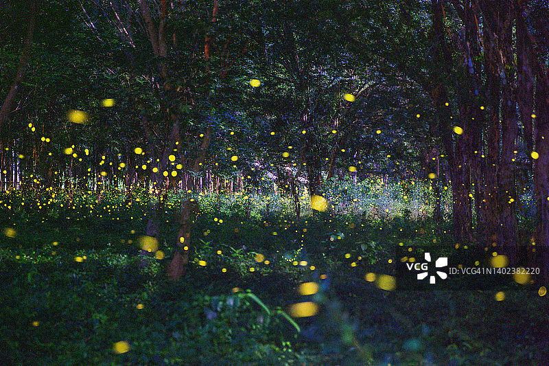 泰国巴真府萤火虫仙境图片素材