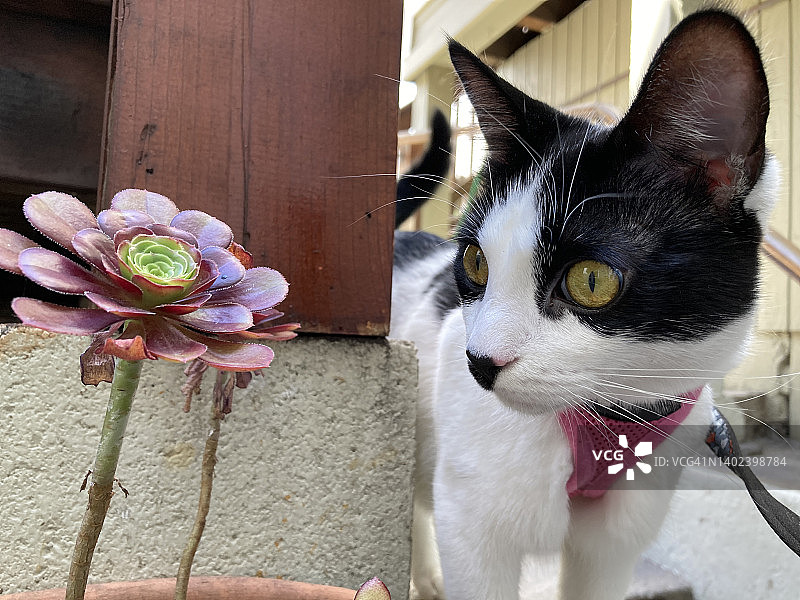 在户外看着植物的粉色胸背带白色和黑色美短小猫图片素材