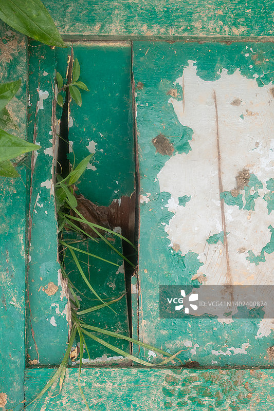 废弃的青色破旧木门与周围的植物图片素材