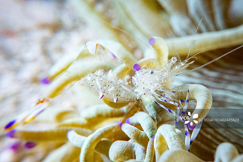 怀有箭虫的佩氏玻璃虾图片素材