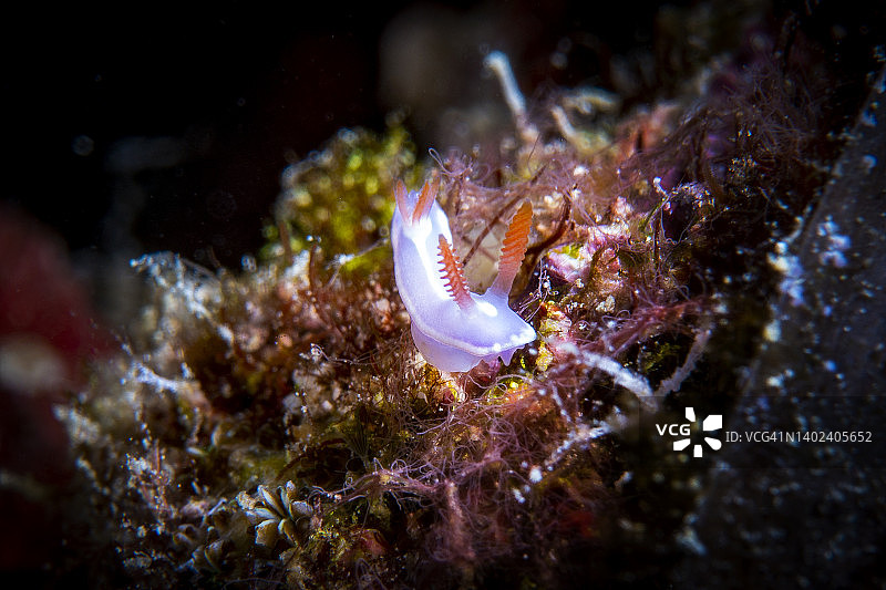 幼年布洛克多彩海牛图片素材