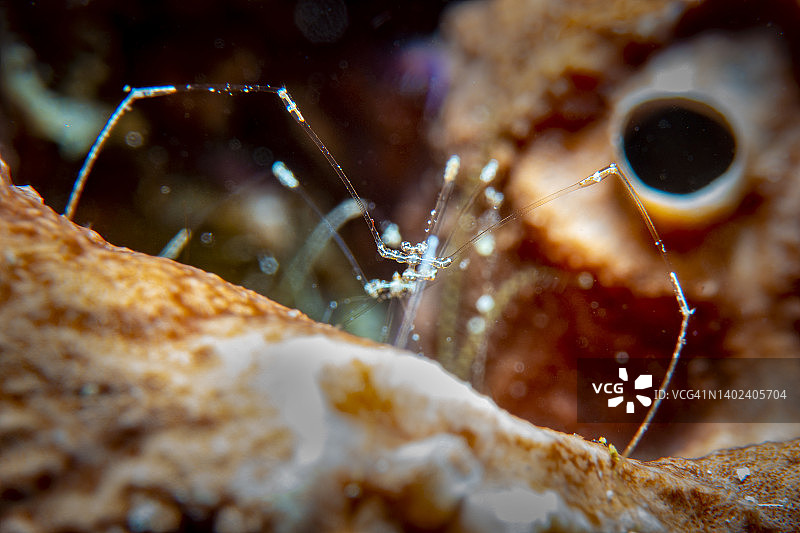 海蜘蛛图片素材