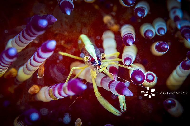 布鲁克斯海胆虾图片素材