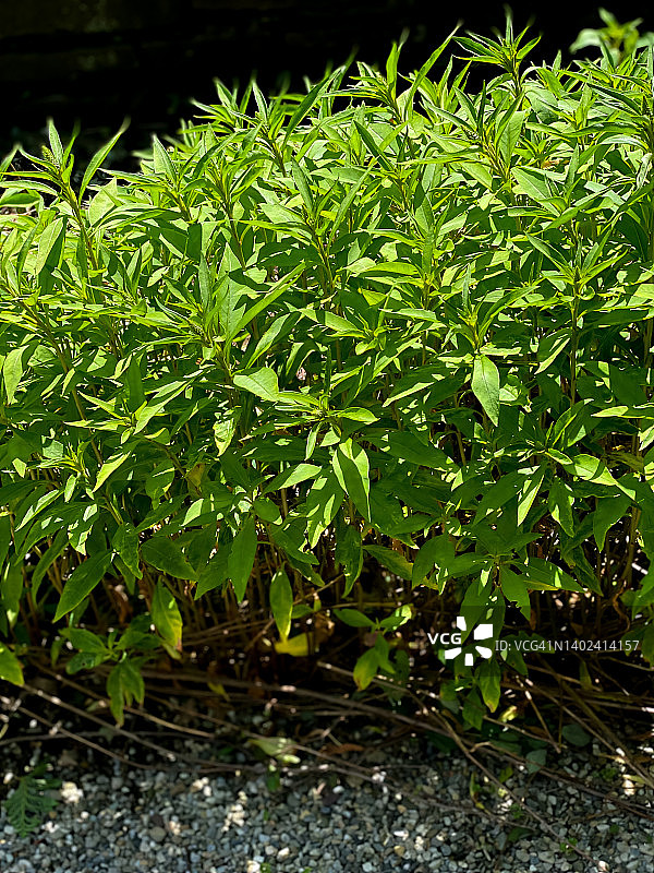 鹅颈草地图片素材