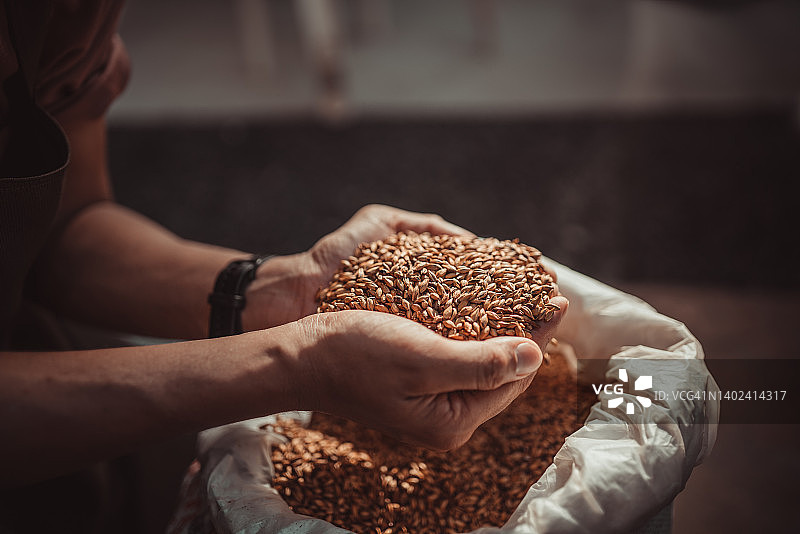 手拿用于酿造的大麦图片素材