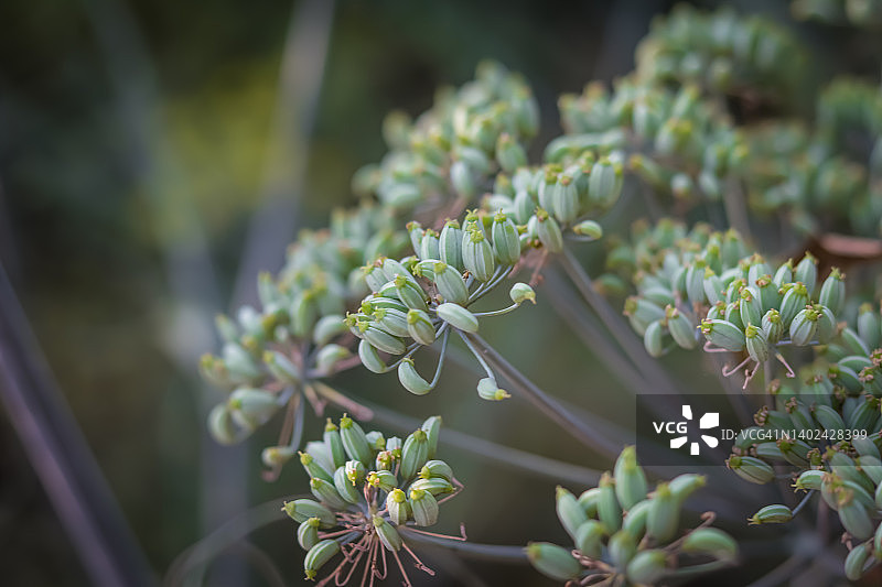 绿色背景上的茴香花，莳萝花，香草园，药用，香料植物，香芹籽和小茴香植物，茴香图片素材