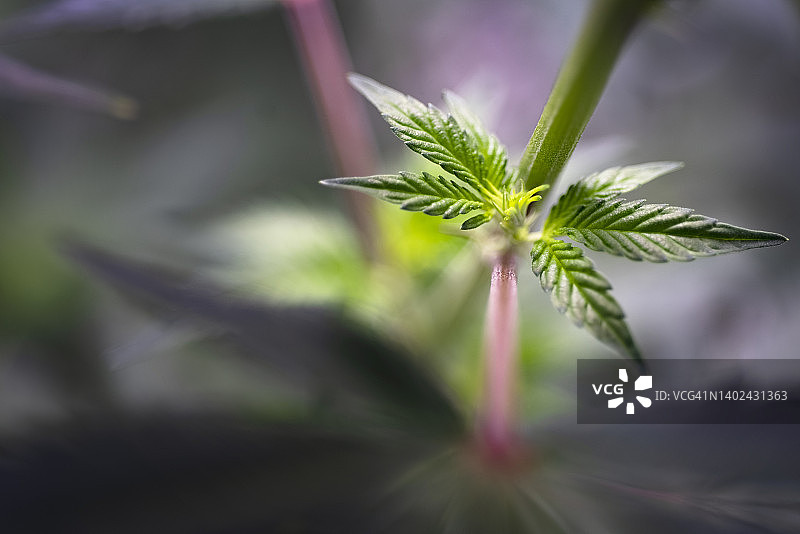 种植室内绿色大麻叶子顶部特写图片素材