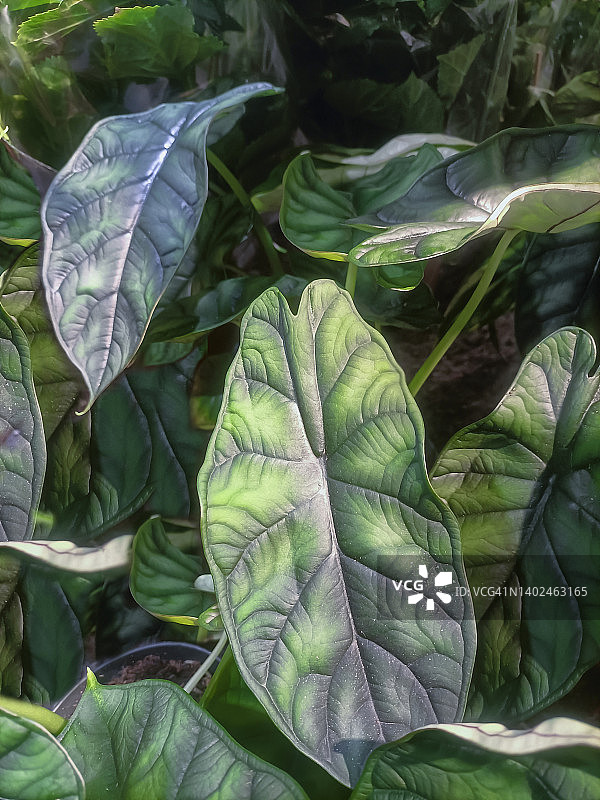 龙鳞观音莲叶的全画幅照片图片素材