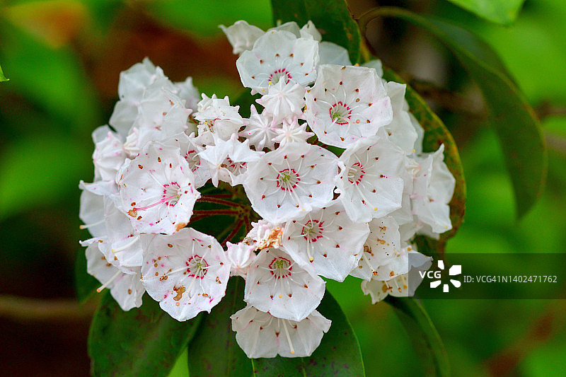 阔叶山月桂花图片素材