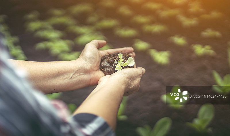 园丁双手捧着树苗，准备栽种到有机蔬菜地里图片素材