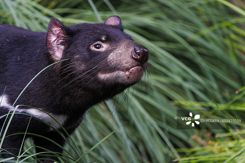 雄性袋獾图片素材